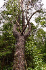 Nature reserve Wilhelmsdorf Pfrunger Ried in Upper Swabia