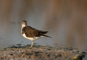 Common sandpiper is a small shorebird