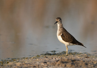 Common sandpiper is a small shorebird