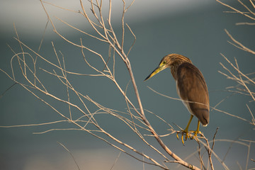The Squacco Heron is a small heron