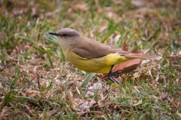a small yellow bird walking