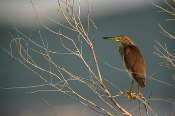 The Squacco Heron is a small heron