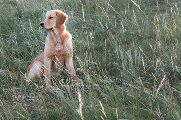golden retriever in grassland