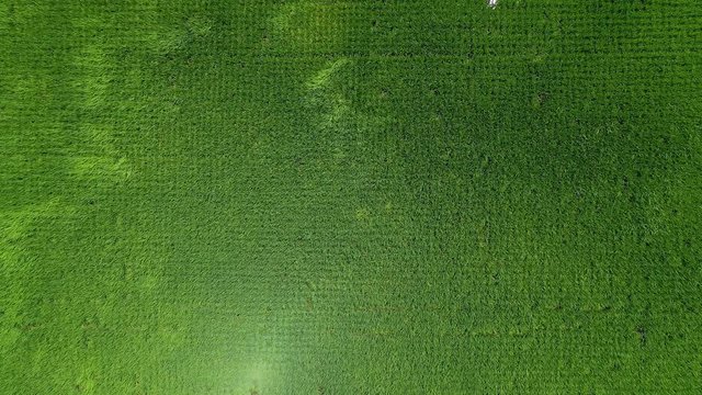 田んぼ・稲作・4K