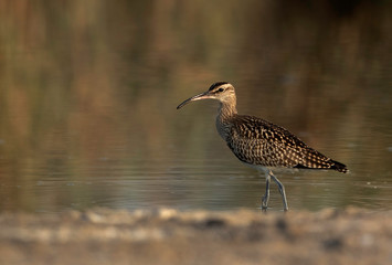 The bar-tailed godwit is a large wader in the family Scolopacidae