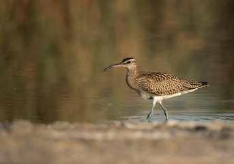 The bar-tailed godwit is a large wader in the family Scolopacidae