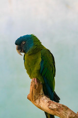 Green Parrot
