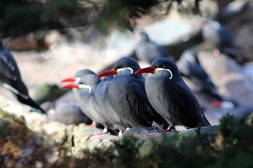 Inca Terns on Branch