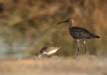 The bar-tailed godwit is a large wader in the family Scolopacidae