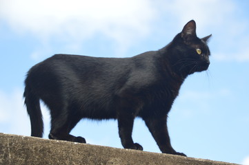 Obraz premium black and white cat