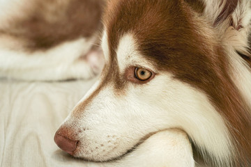 Siberian husky,sitting on floor, interesting looking away.