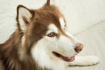 Closeup face of the brown Siberian Husky.