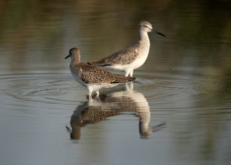 Redshank have red legs and a black-tipped red bill