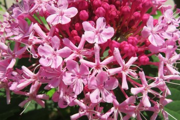 Closeup of pink clerodendrum flowers in Florida nature