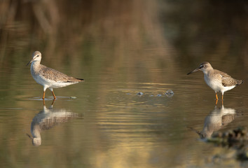 Redshank have red legs and a black-tipped red bill