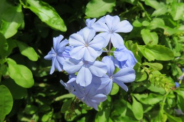Blue plumbago flowers in Florida zoological garden, closeup