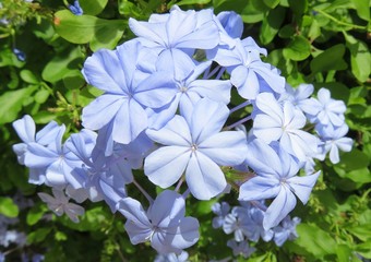 Blue plumbago flowers in the garden, closeup