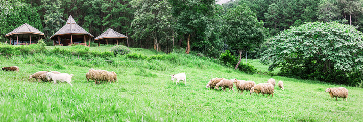 Group of sheep grazing in paddock at farm
