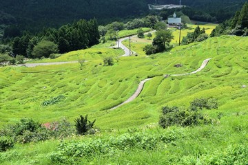 夏の丸山千枚田