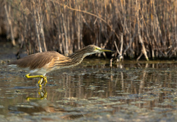 The Squacco Heron is a small heron