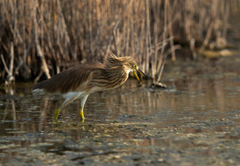 The Squacco Heron is a small heron