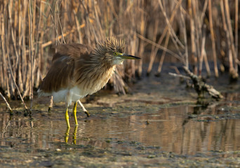 The Squacco Heron is a small heron