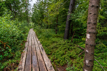 Nature reserve Wilhelmsdorf Pfrunger Ried in Upper Swabia