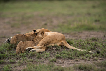 The lion is one of the four big cats and belongs to genus Panthera