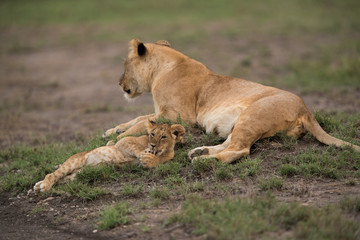 The lion is one of the four big cats and belongs to genus Panthera