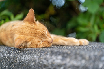 昼寝をしている猫