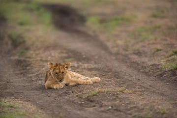 The lion is one of the four big cats and belongs to genus Panthera