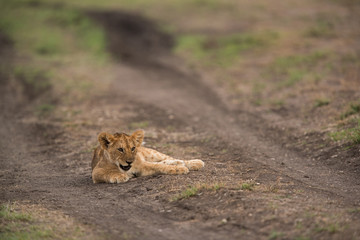 The lion is one of the four big cats and belongs to genus Panthera