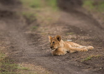 The lion is one of the four big cats and belongs to genus Panthera