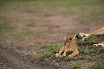 The lion is one of the four big cats and belongs to genus Panthera