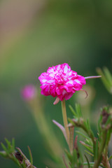 Close-up of Portulaca grandiflora flowers.
