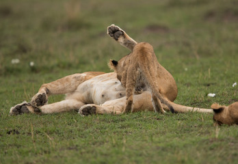 The lion is one of the four big cats and belongs to genus Panthera