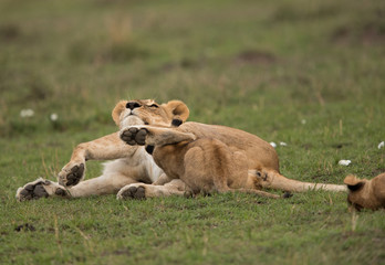 The lion is one of the four big cats and belongs to genus Panthera