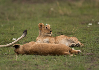 The lion is one of the four big cats and belongs to genus Panthera