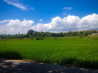 Tropical Sunny Day Atmosphere On The Rice Fields Of Agricultural Land At The Village, Umeanyar, North Bali, Indonesia