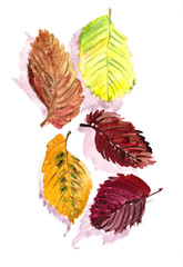 autumn herbarium, yellow red autumn elm leaves on a white background, watercolor pattern, botanical sketch