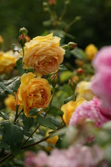 Light Yellow Flower of Rose 'Golden Celebration' in Full Bloom
