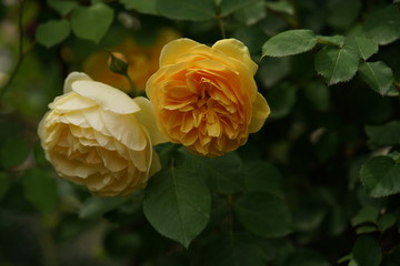 Light Yellow Flower of Rose 'Golden Celebration' in Full Bloom
