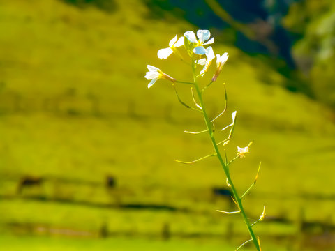 wild flowers in the field