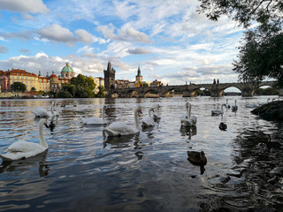 Fototapeta premium charles bridge in prague