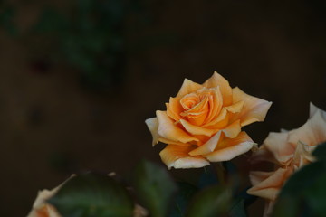 Cream Flower of Rose 'Golden Monica' in Full Bloom
