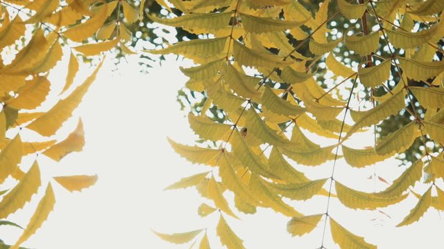 ayurvedic nim or herbal,Skin problem,indian neem plants Ayurvedic herbs and medicine, selective focus,herbal neem leaves,medicinal neem leaves,Neem with leaves natural background,&nbsp;