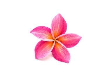 Pink Frangipani flower (plumeria) isolated on white background.