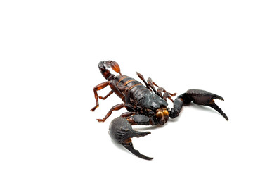 Giant forest scorpions isolated on white background.