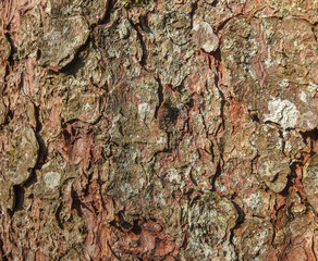 Tree bark texture 
