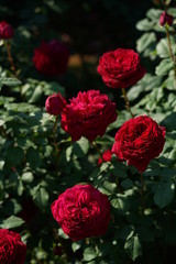 Red Flower of Rose 'Gospel' in Full Bloom
